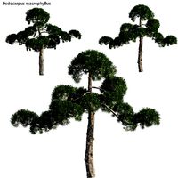 Podocarpus macrophyllus - yew plum pine