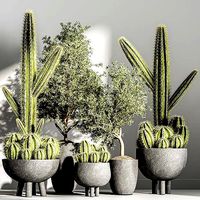 indoor plant stant 50