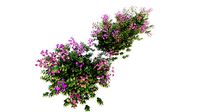Bougainvillea