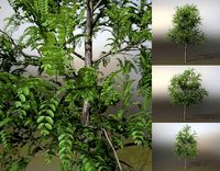 Little Robinia Pseudoacacia or Black Locust Trees - 3 Trees