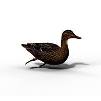 Mallard Female Animated VFX Grace