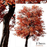 Set of Quercus coccinea or Scarlet oak Tree - 2 Trees
