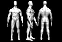 Human model