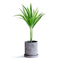 Areca Palm