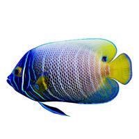 Blue girdled Angelfish set 03