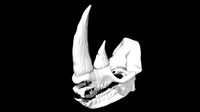 Rhino skull
