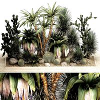 Collection of tropical desert plants 1108