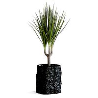 Dracena Plant