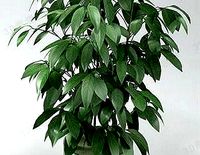 potted plants