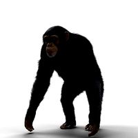 Chimpanzee Rigged VFX Grace