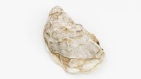 Fine de Claire Oyster