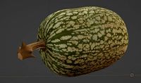 Calabaza verde - textured green pumpkin