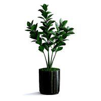 Zanzibar Gem Plant III