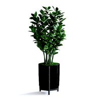 Zanzibar Gem Plant II