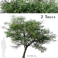 Set of Terminalia sericea or Silver cluster leaf Tree - 2 Trees