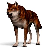Red Wolf