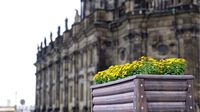 Yellow Flower