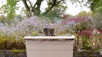 Flower Bed