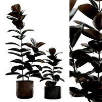 Ficus Elastica Burgundy - Rubber Tree