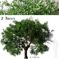 Set of Apricot Tree or Armenian plum Tree - 2 Trees