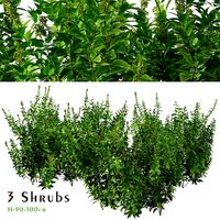 Set of Common Nettle or Urtica dioica Plants - 3 Shrubs