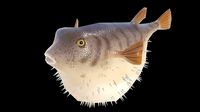 Low Poly Puffer Fish 3D model
