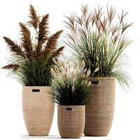 Ornamental plants in rattan baskets 1024