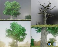 Black Locust Tree Robinia - 15m