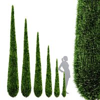 Caragh Nurseries Cupressus sempervirens pyramidalis