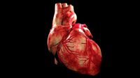 Human heart anatomy detailed texture Realistic Human Heart