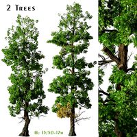 Set of Incense cedar or Calocedrus decurrens Trees - 2 Trees