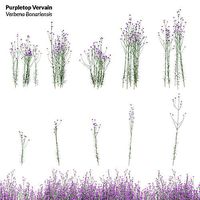 Purpletop Vervain - Verbena bonariensis