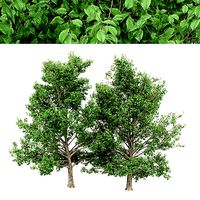 4diffrent tree Korean Stewartia