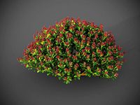 XfrogPlants Japanese Skimmia - Skimmia Japonica