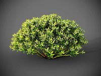 XfrogPlants Sweetbox - Sarcococca Humilis