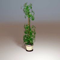 Schefflera plant