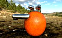 Ornge WTF PBR