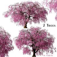 Set of Weeping Higan Cherry or Prunus subhirtella Pendula Trees