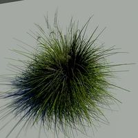 Japanese Silver Grass With Flower