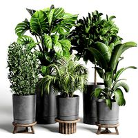 collection Indoor plant 91 pot palnt palm tree plant monstera