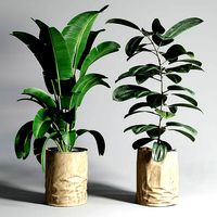 collection Indoor plant 88 paper vase envelope vase pot palnt