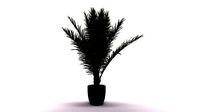 Palmera Baja New