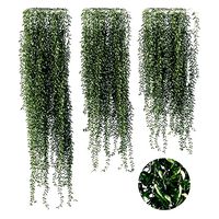 Vernonia elliptica 03