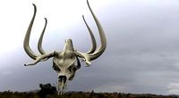 Deer scull modified