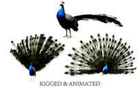 aniamted peacock peafowl