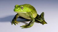 American Bullfrog - Animated