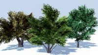 Prosopis Trees - Mobile