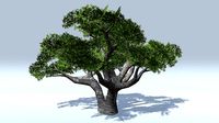 Baobab Trees