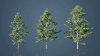 Japanese White Larch Trees