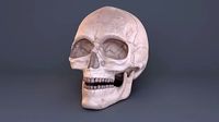 Skull